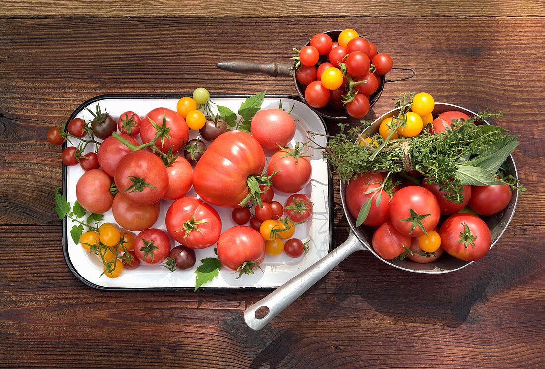 Different types of tomatoes in vintage containers