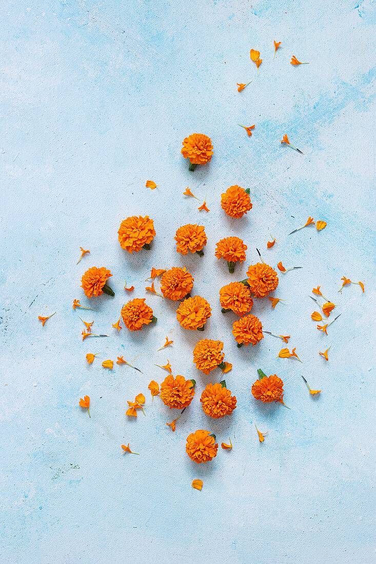 Marigold flowers on a light-blue surface