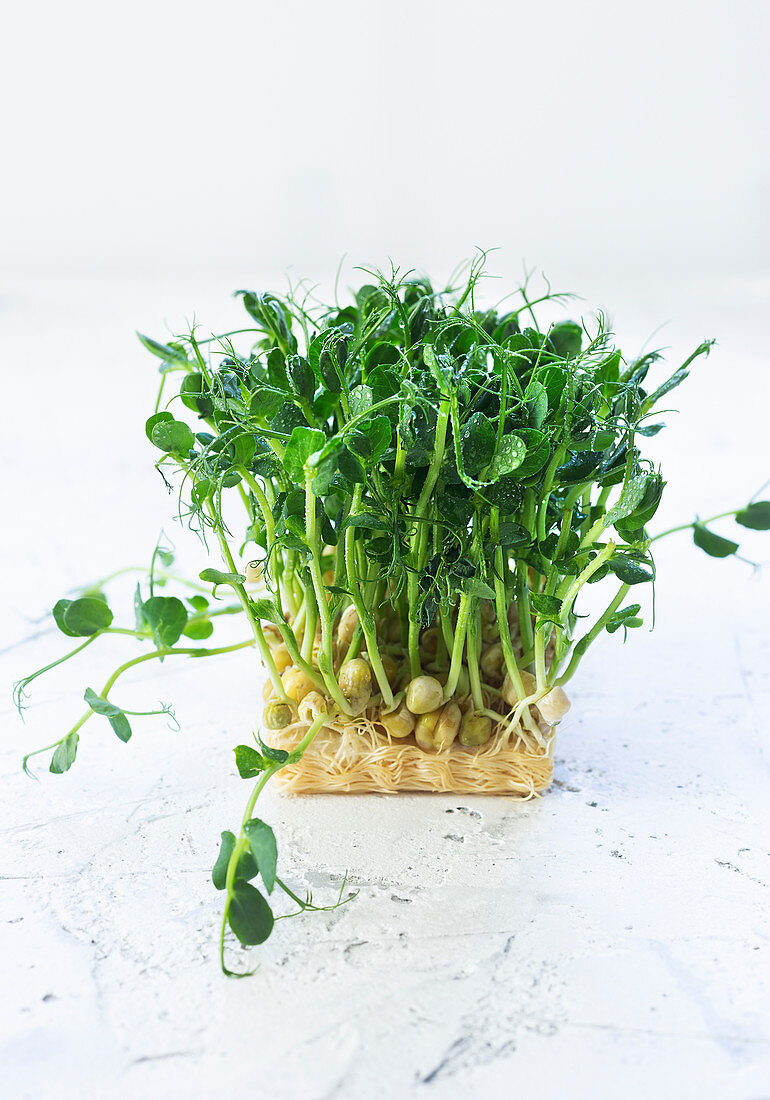 Microgreens