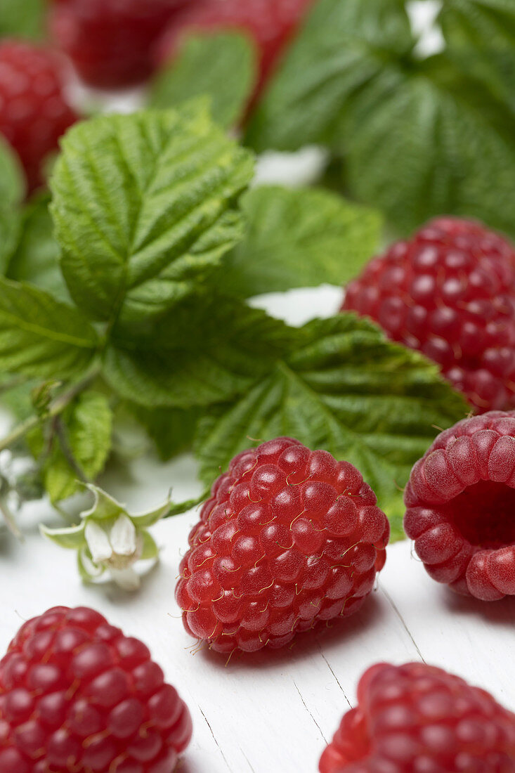 Himbeeren mit Blättern und Blüten