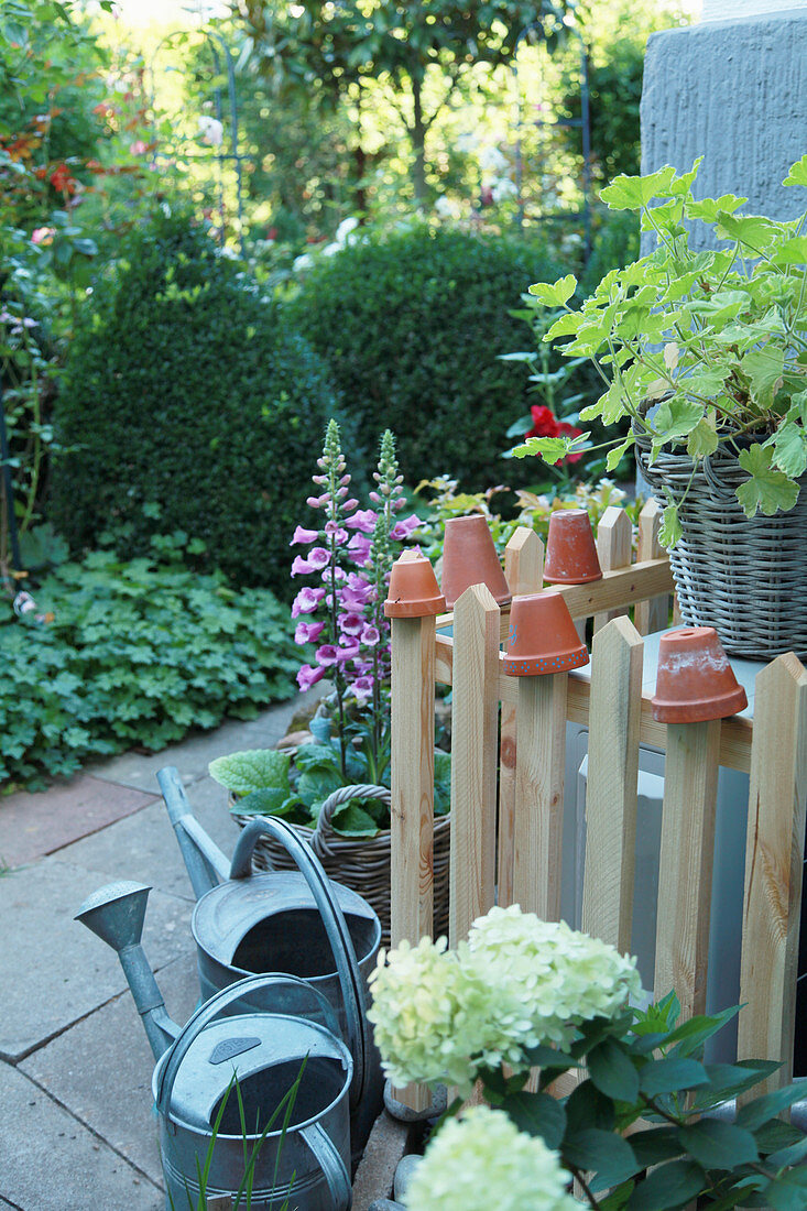 Foxgloves and smooth hydrangea next to fence with upturned terracotta pots on top of slats