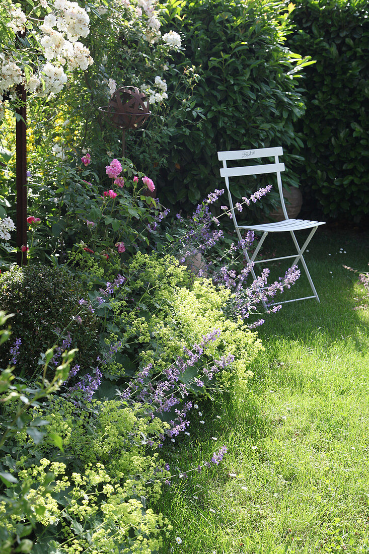 Garden Chair surrounded with catmint, lady's mantle, box and rose 'Gertrude Jekyll' and rambler rose 'Guirlande d Amour'