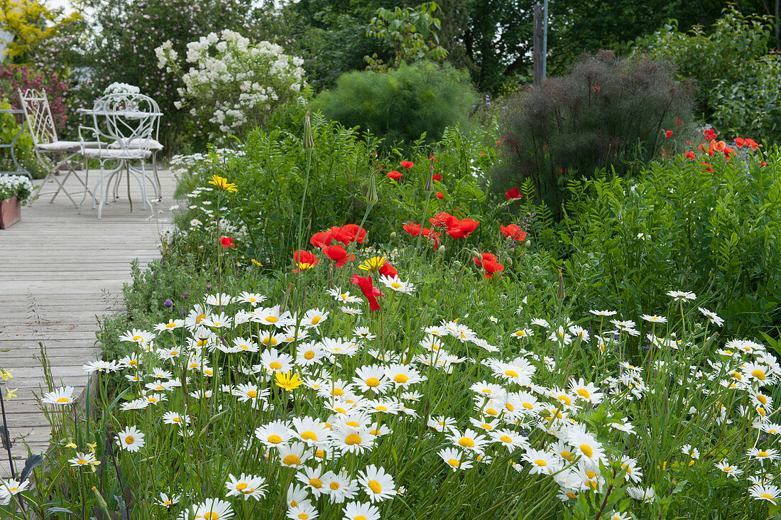 Early summer bed in the natural garden: daisies, poppies, goat whiskers and spicy fennel
