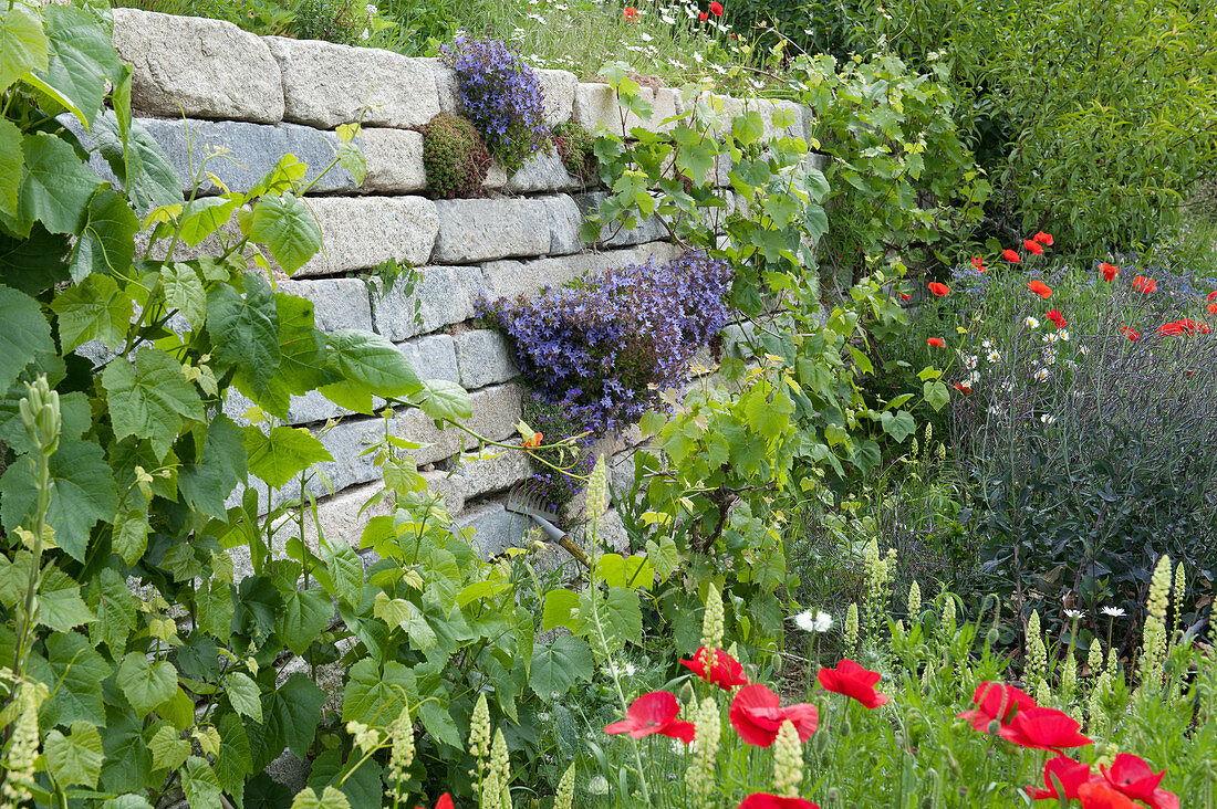 Granite dry stone wall with upholstered bellflower, grapevines, poppies, yellow woof and blue kohlrabi with seeds