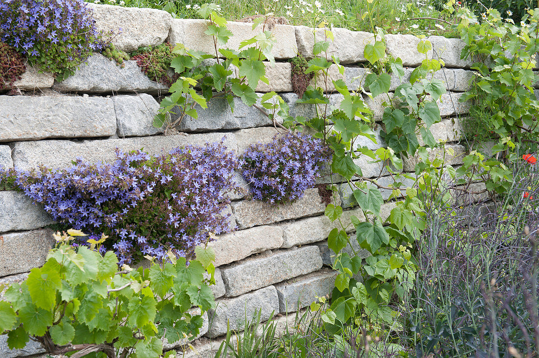 Granite dry stone wall with cushion bellflower and grapevines
