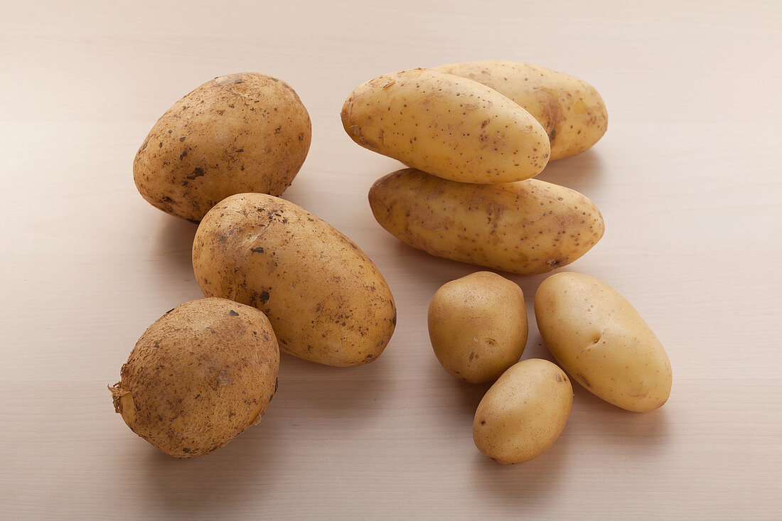 Potato varieties