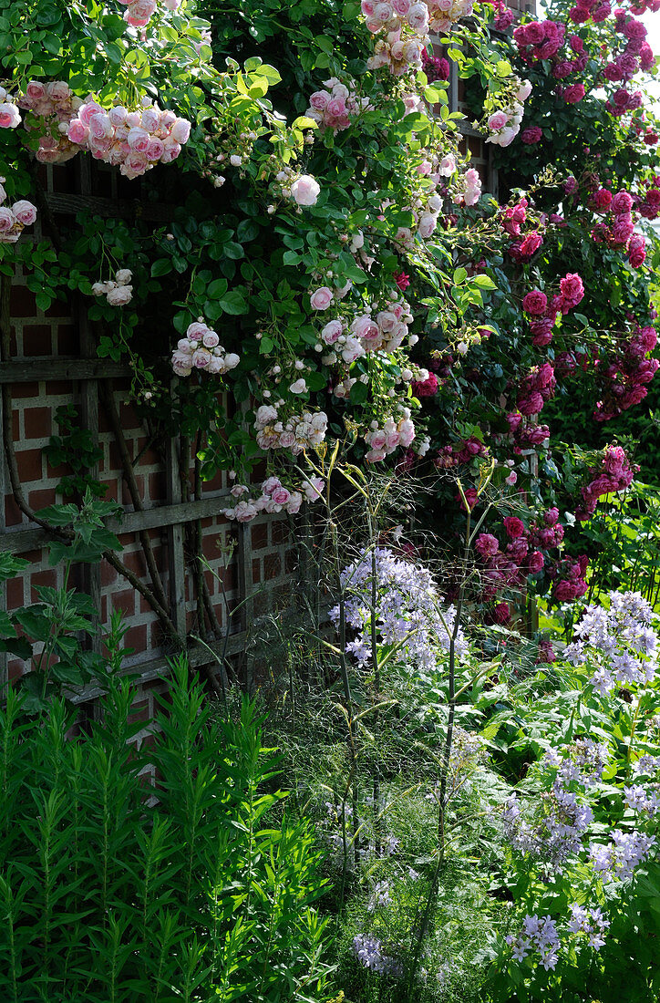 Blühende Kletterrosen am Wandspalier, Beet mit Glockenblumen, Fenchel, Aster und Malve