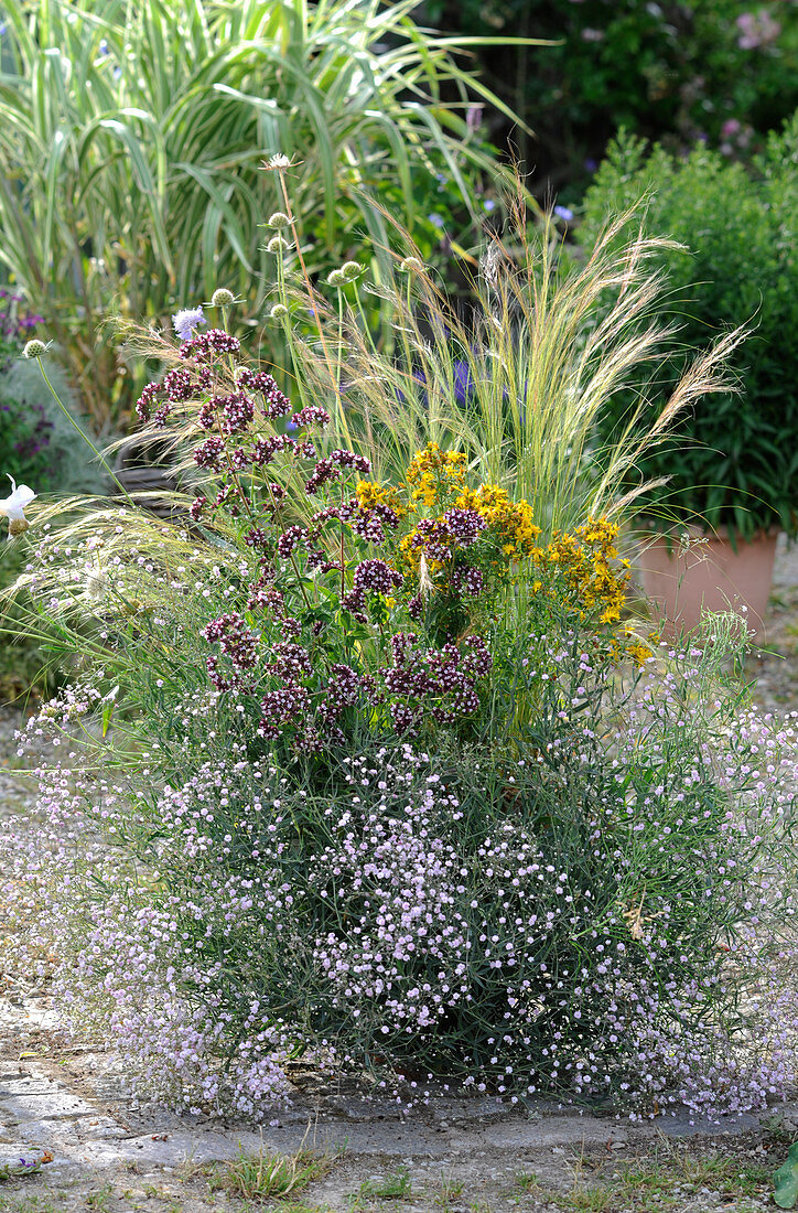 Bee-friendly planting: oregano, St. John's wort, gypsophila, scabious and feather grass