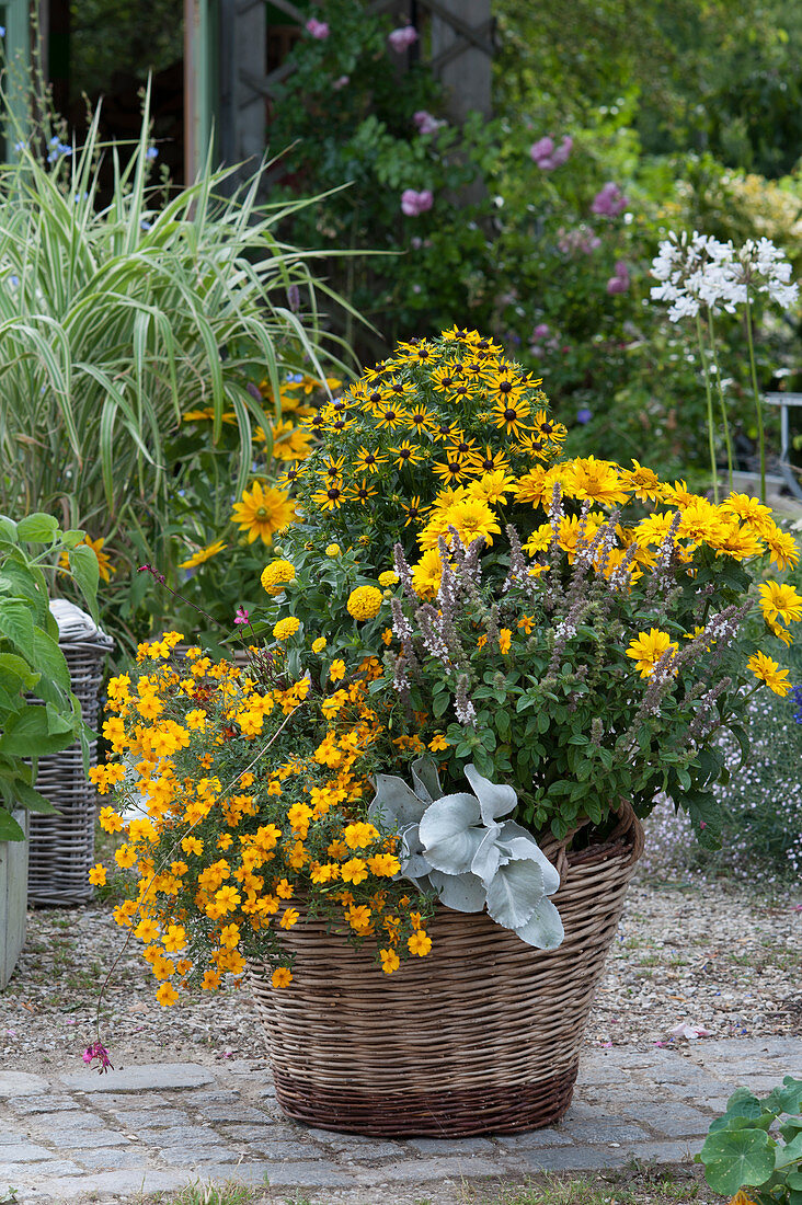 Wicker basket planted with marigolds 'Gold Medal', sun eye 'Sole d'Oro', Rudbeckia 'Goldsturm', basil shrub, ragwort 'Angel Wings' and zinnia