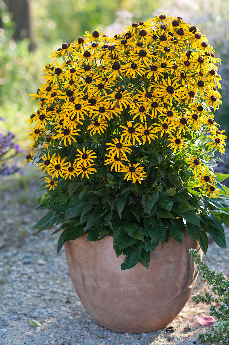 Goldsturm' coneflower