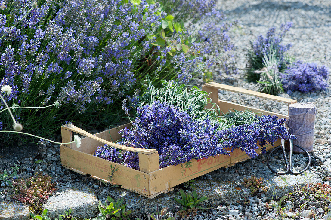 Fruit crate with freshly picked lavender