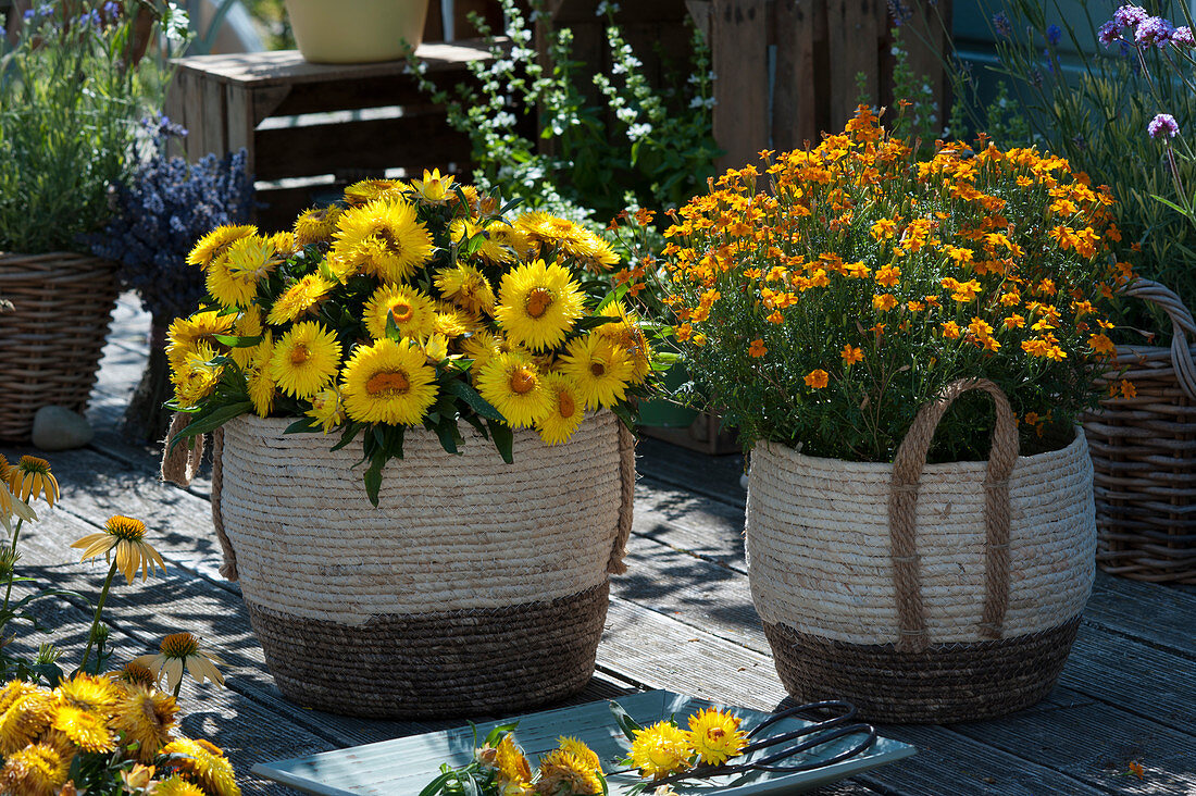 Strawflower Granvia 'Gold' and Marigold 'Gold Medal' in baskets