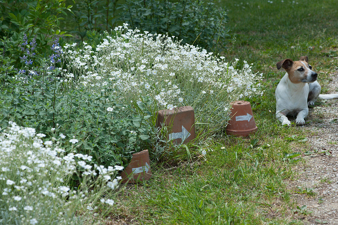 Flowering hornwort and catnip in the bed, clay pots and bowl with a white arrow as a signpost, dog Zula