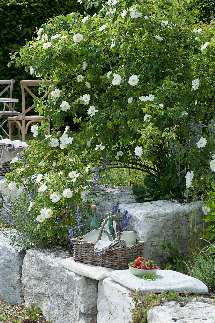 Park rose 'Semiplena' and catnip, basket with bottles, plates, cutlery and napkins, bowls with strawberries on seat cushions