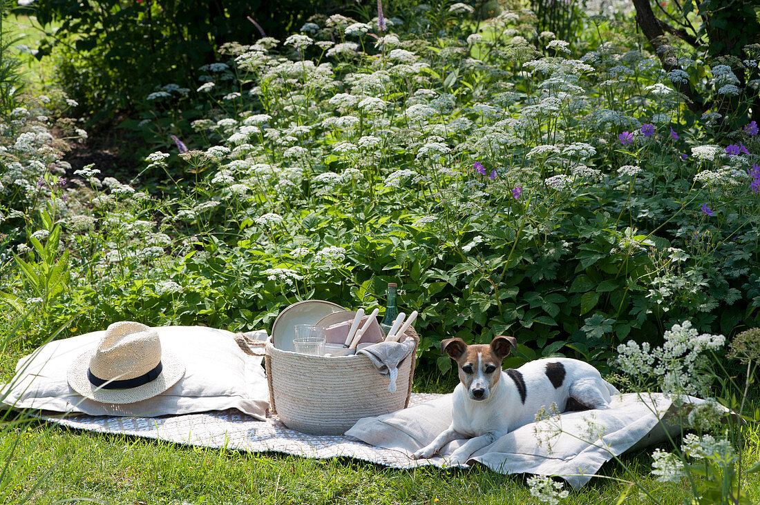 Picnic in the natural garden: blooming groundfish, blanket, pillow, hat, basket with cutlery, plates and glasses, dog Zula