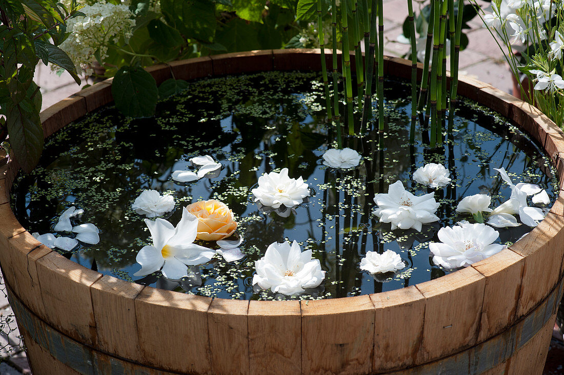 Wasserfaß mit schwimmenden Blüten von Rosen und Mandevilla, Wasserlinsen und Schachtelhalm