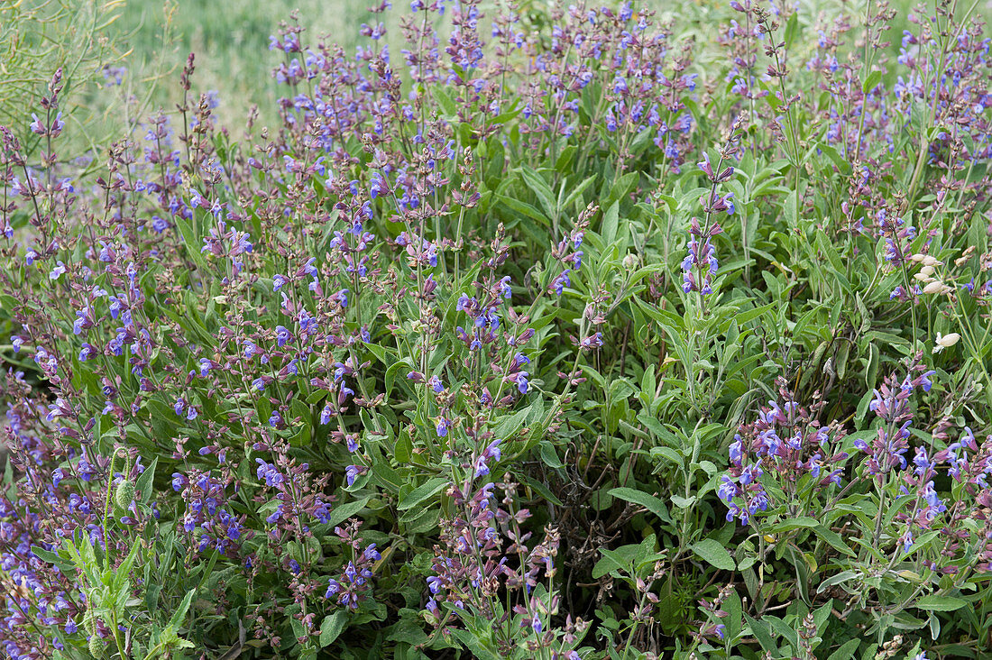 Flowering sage