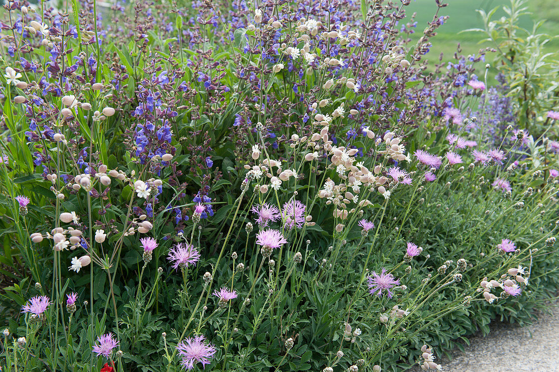 Wildflower bed: white carnation, meadow knapweed and meadow sage