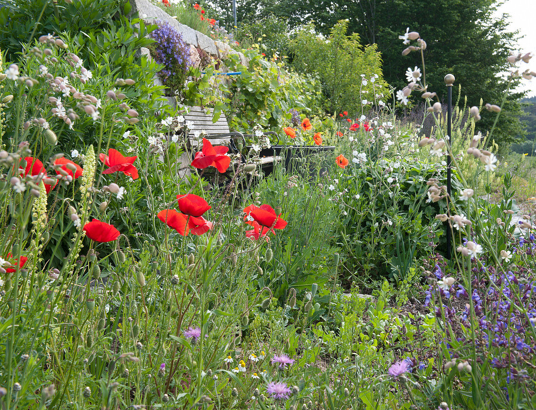 Seating in the wildflower bed: poppy, white carnation, yellow woof, meadow knapweed and meadow sage