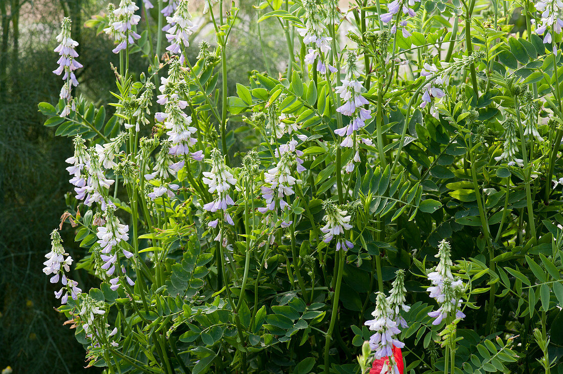 Galega officinalis (Goat's rue) 'His Majesty' in the garden