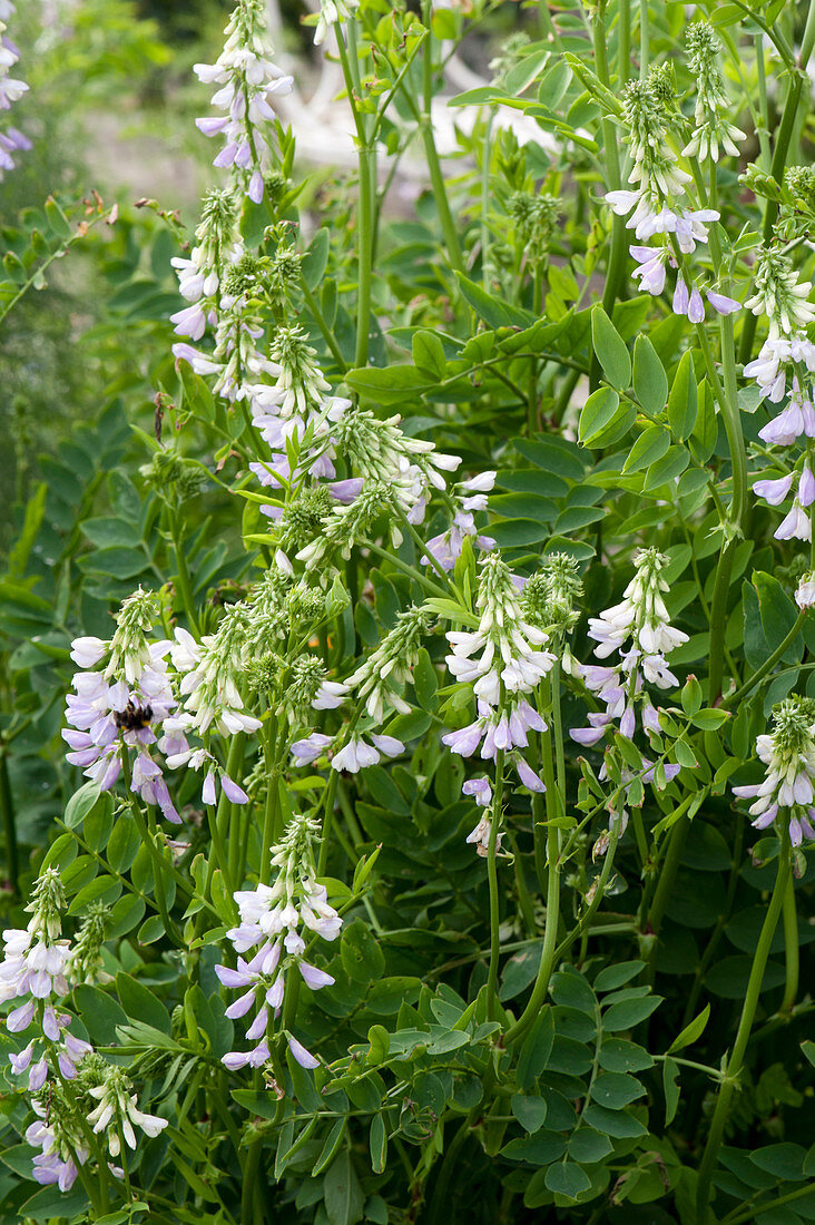 Galega officinalis (Goat's rue) 'His Majesty' in the garden