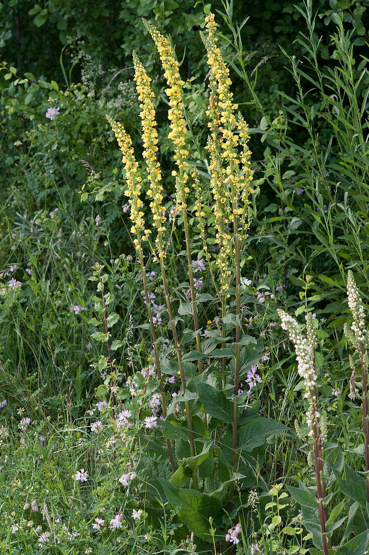 Yellow and white mullein in the natural garden