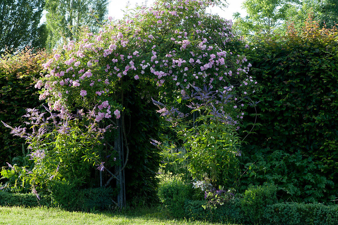 Rambler rose 'cherry rose' on the rose arch and candelabra prize in the bed with box hedge as a border