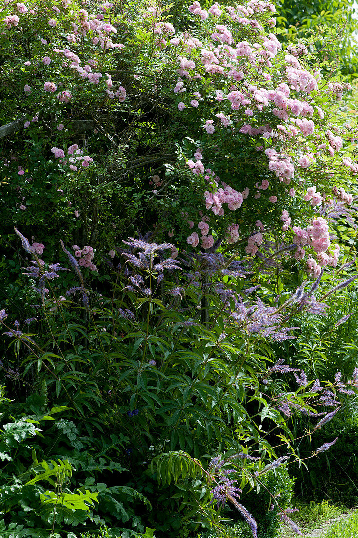 Rambler rose 'cherry rose' and Veronicastrum virginicum in the flower bed