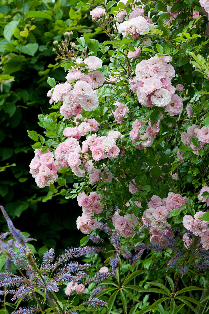 Ramblerrose 'Kirschrose' und Kandelaber-Ehrenpreis