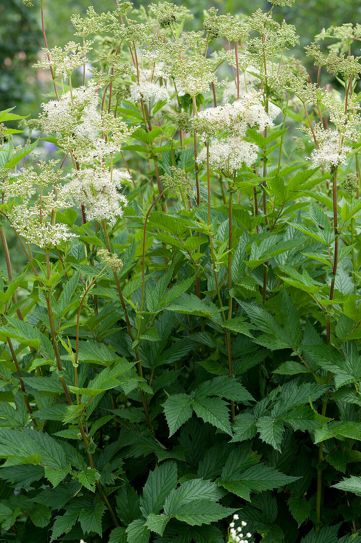 Meadsweet (Filipendula ulmaria)