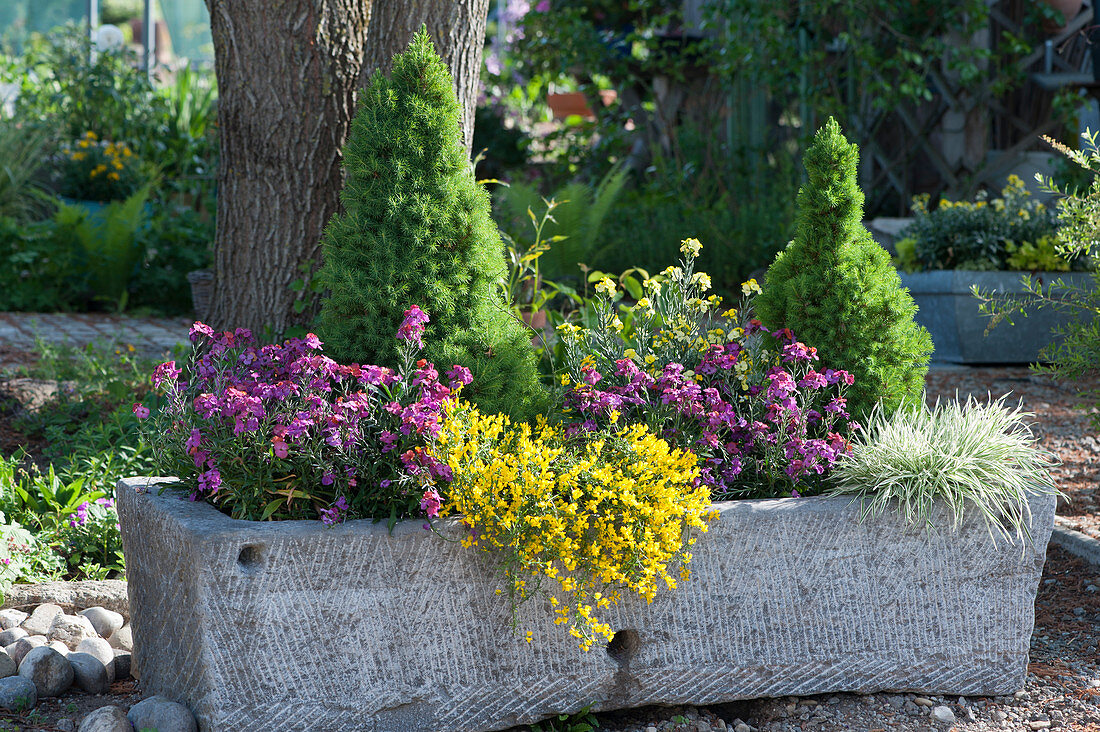 Large stone trough planted with gold lacquer, stone gorse, white spruce and honey grass