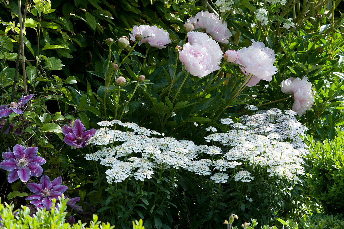 Flower bed with peony, candytuft and clematis