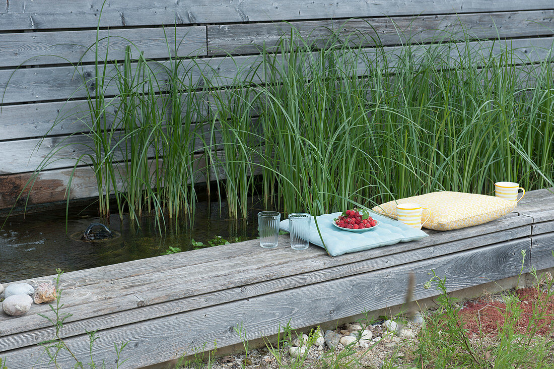 Cyprus grass in the water basin as a sewage treatment plant for the swimming pool, pool edge with cushions as a seat