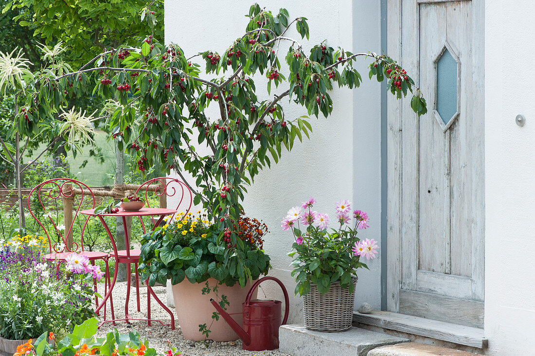 Cherry tree 'Maynard' planted with bidens and violets, dahlia in the basket