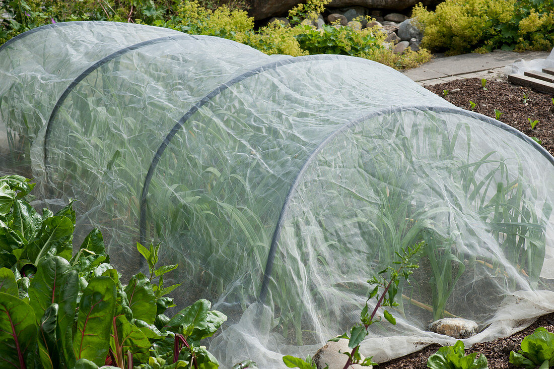 Bed with leek plants and a protective net to protect against the onion fly