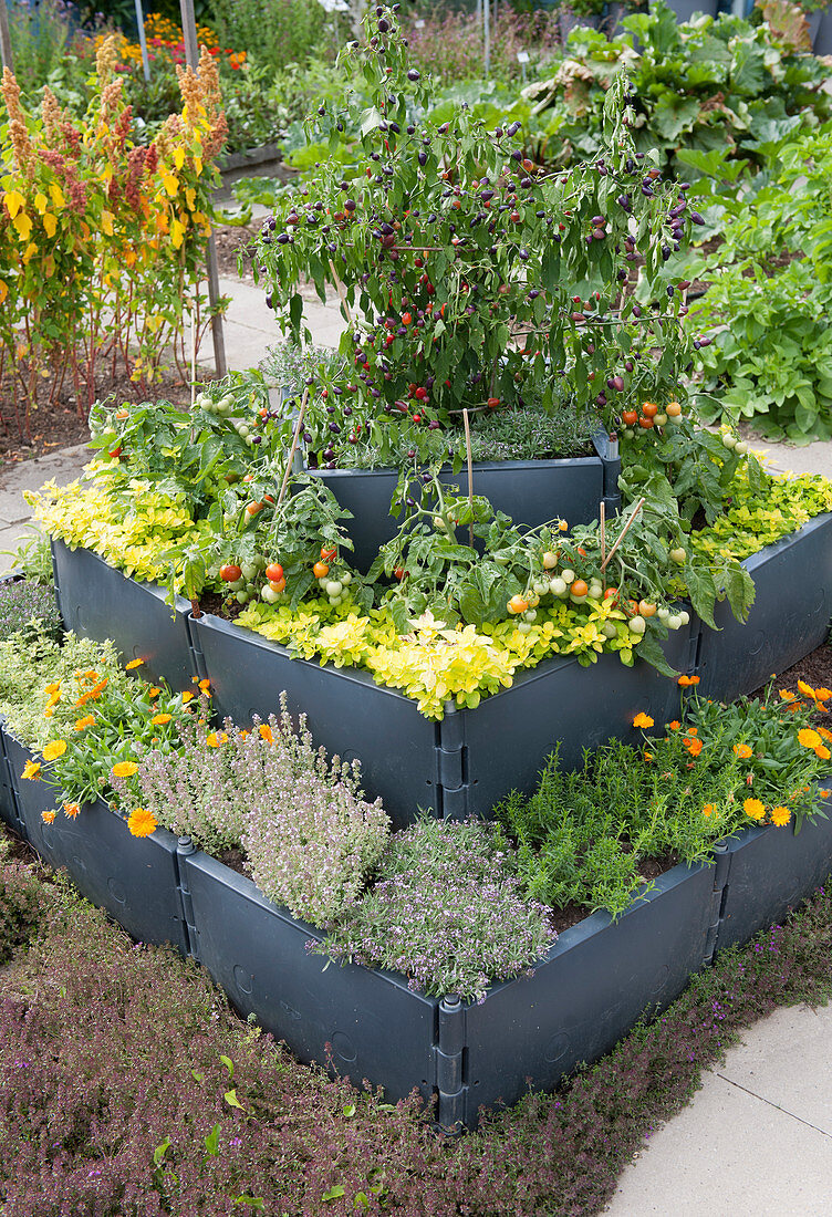 Raised bed built with plastic elements: chilli, tomatoes, golden oregano, thyme, marigolds and savory