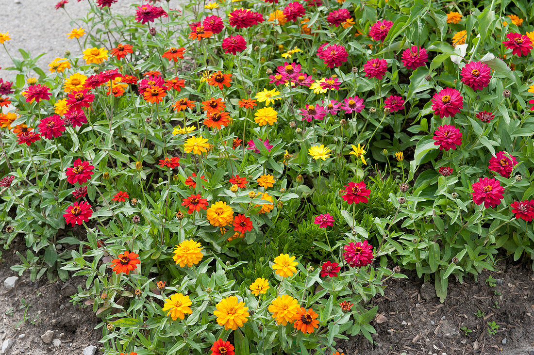 Colorful mixed zinnias in the bed