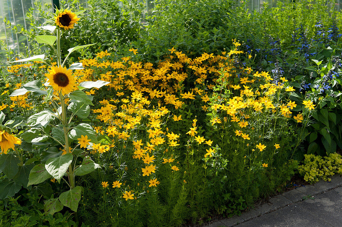 Gelbes Beet mit Sonnenblume und Mädchenauge 'Grandiflora' 'El Dorado'