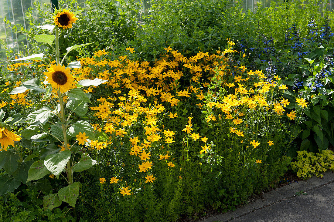 Yellow bed with sunflower and maiden's eye 'Grandiflora' 'El Dorado'