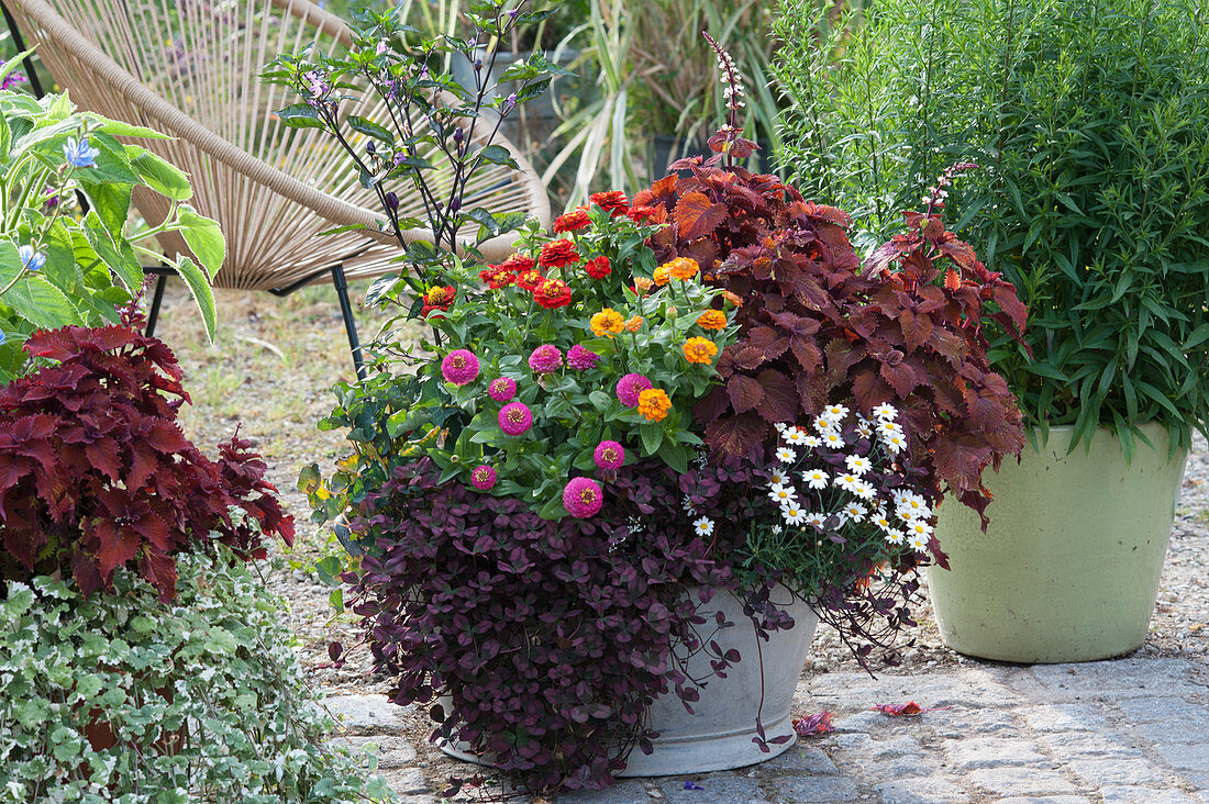 Zinkwanne bepflanzt mit Zinnien, Buntnessel 'Wicked Hot', roter Klee Angel Clover 'Beauty', Margerite und Chili