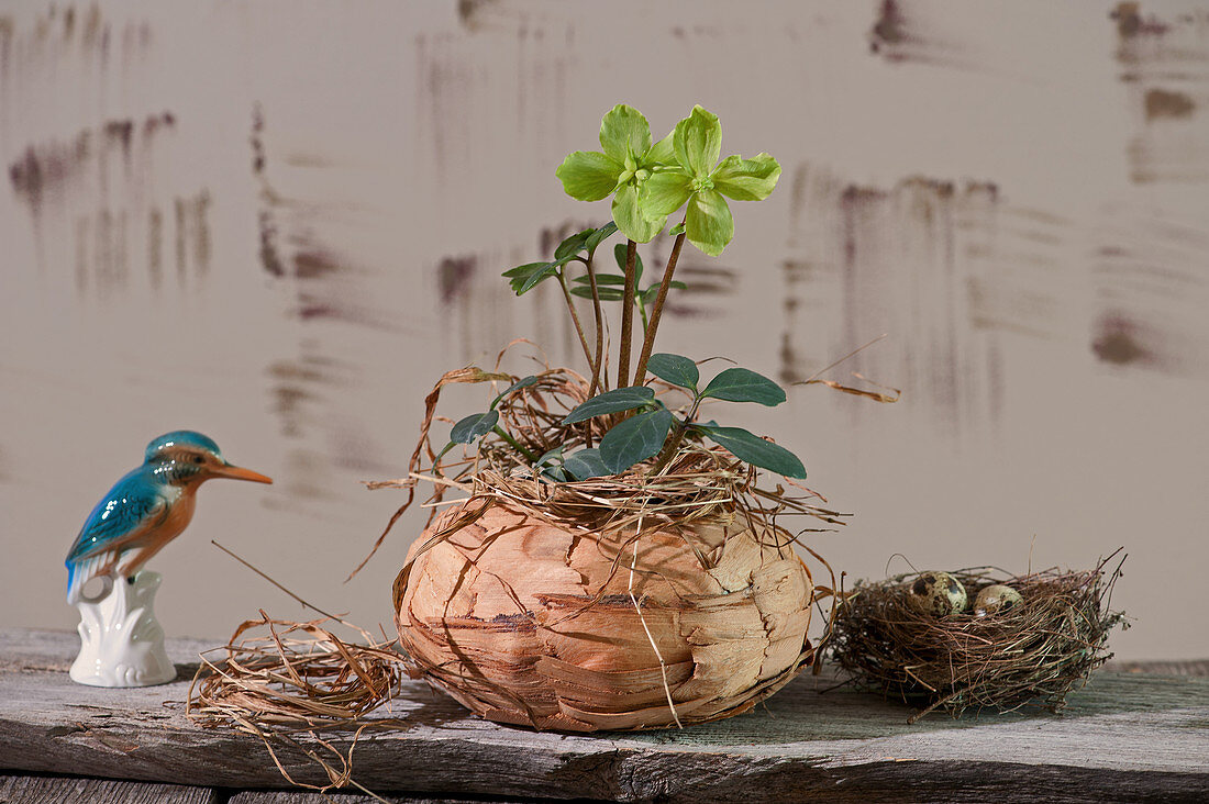 Withered Christmas rose with green blossoms