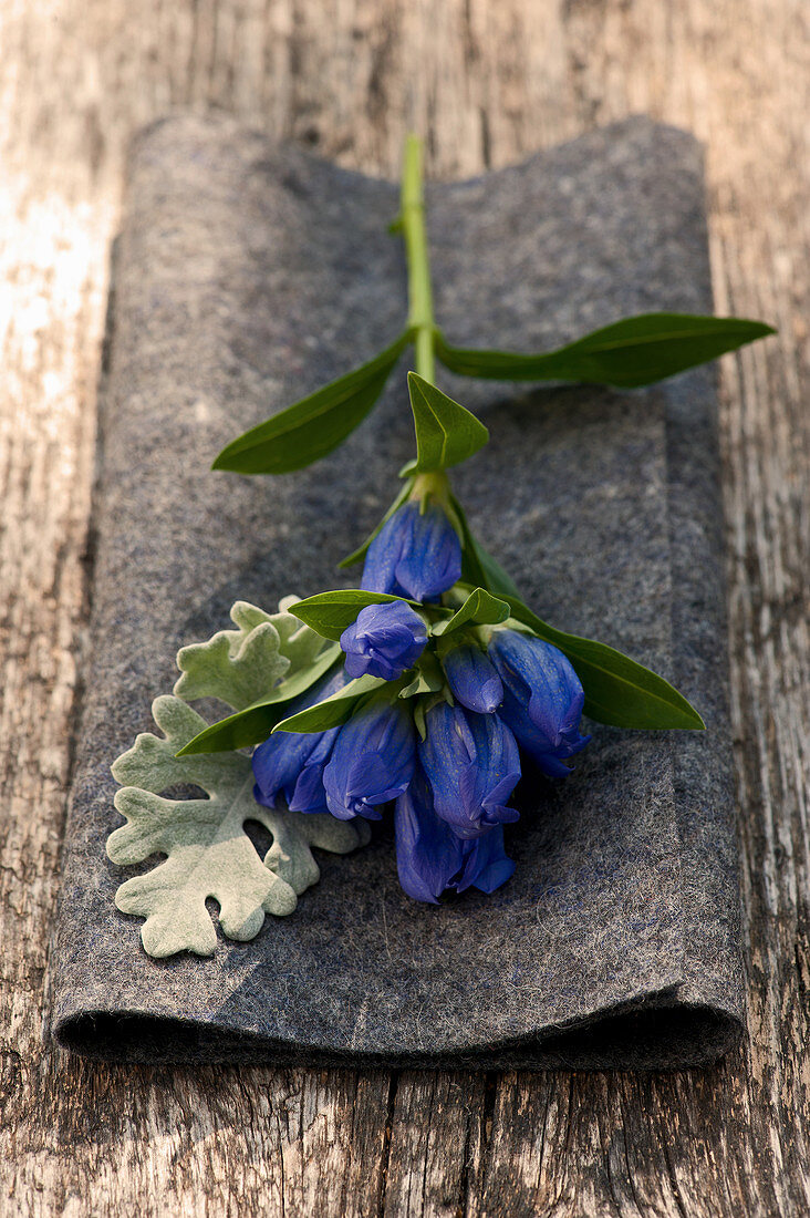 Closed Gentiana with a leaf of the Greis weed lying down