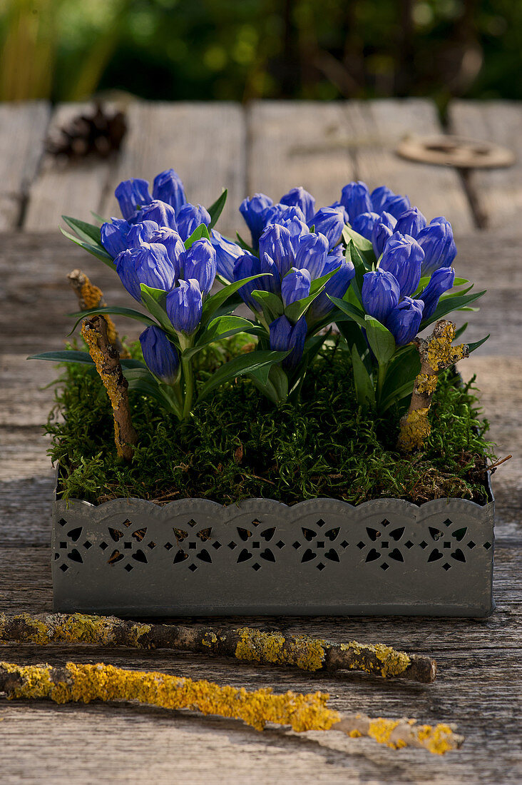 Closed Gentiana as an arrangement in moss