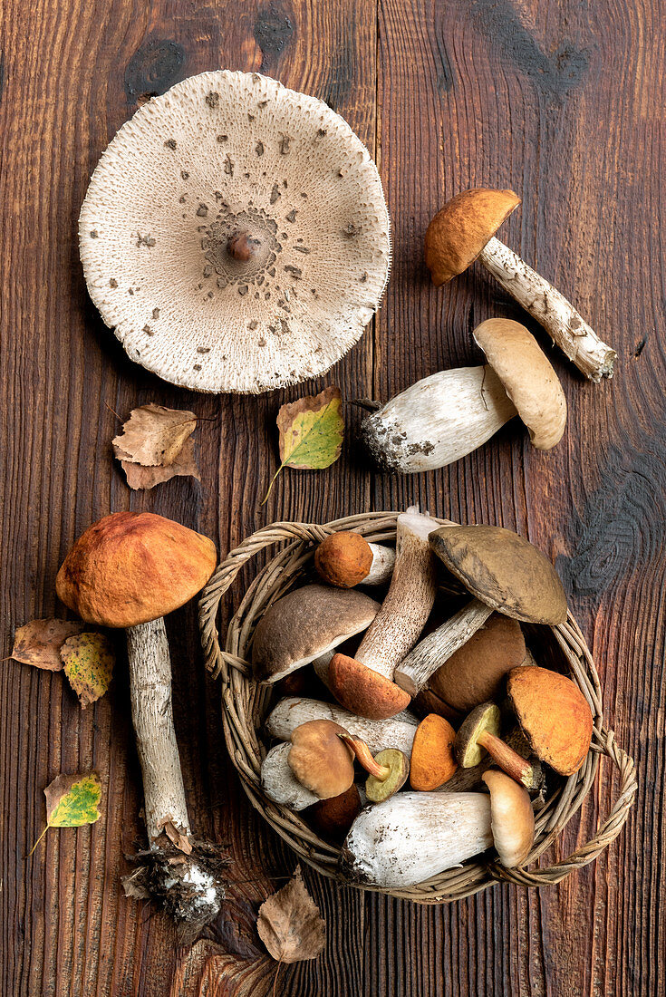 Frisch gesammelte Steinpilze in Weidenkorb und auf Holzuntergrund