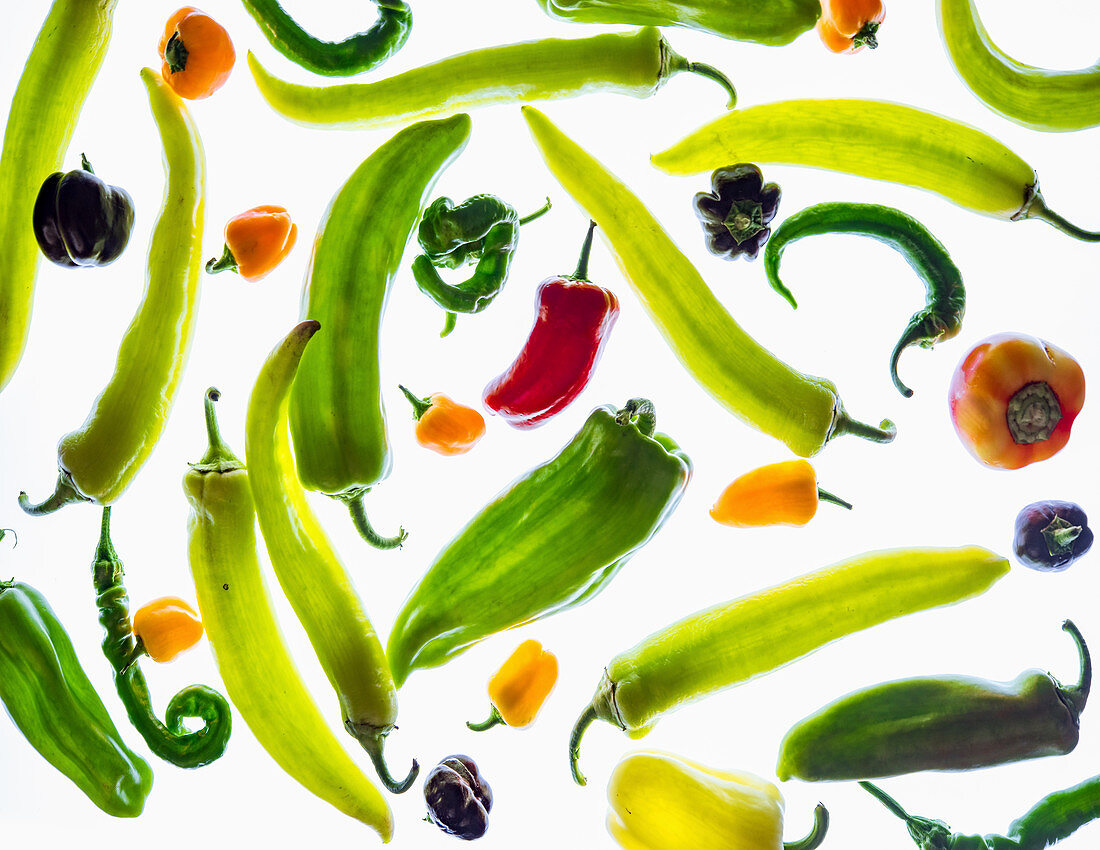 Different types of peppers in transmitted light (full screen)