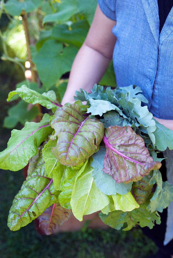 Organic farmer with a bundle of fresh kale and swiss chard