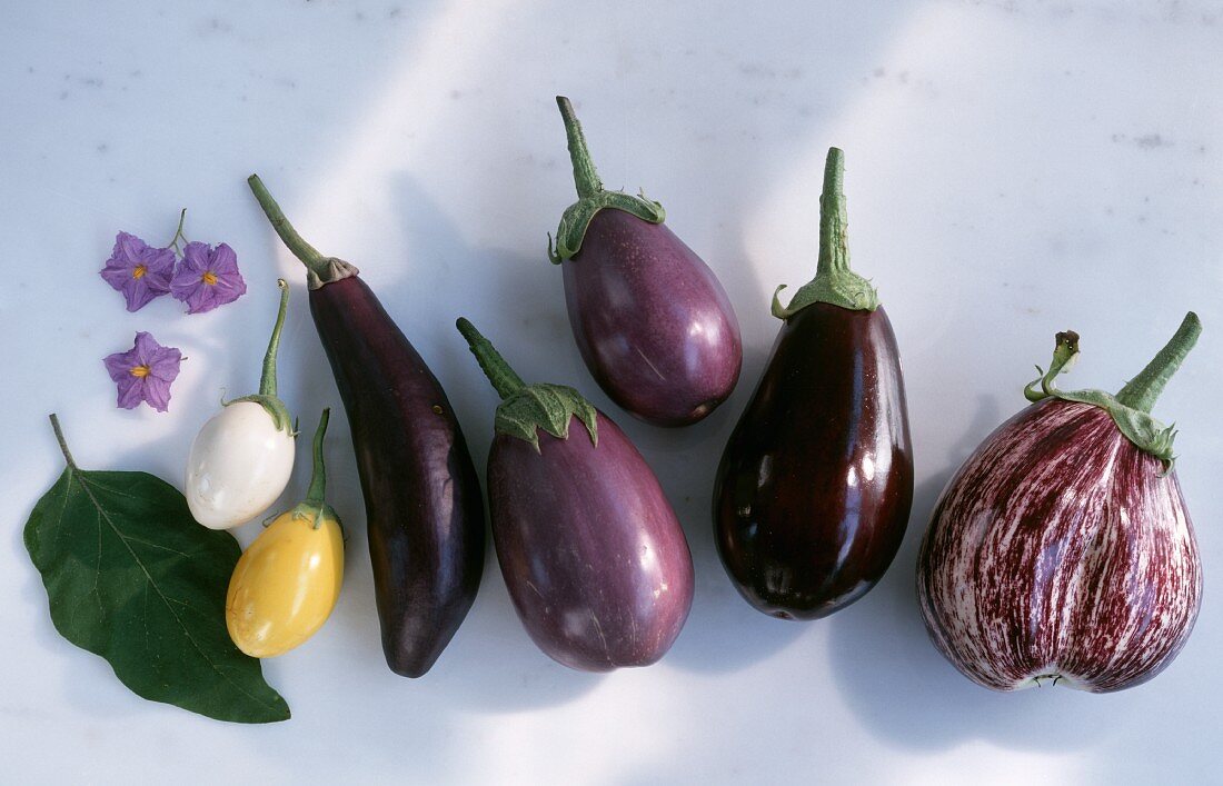 Several Types of Eggplants