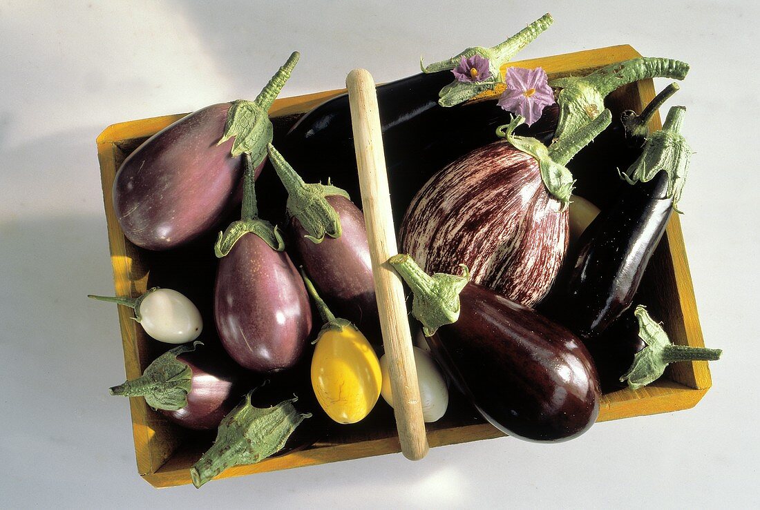 Several Varieties of Eggplant in Wooden Crate