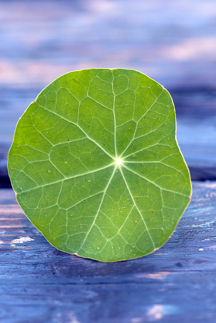 Closeup of nasturtium leaf