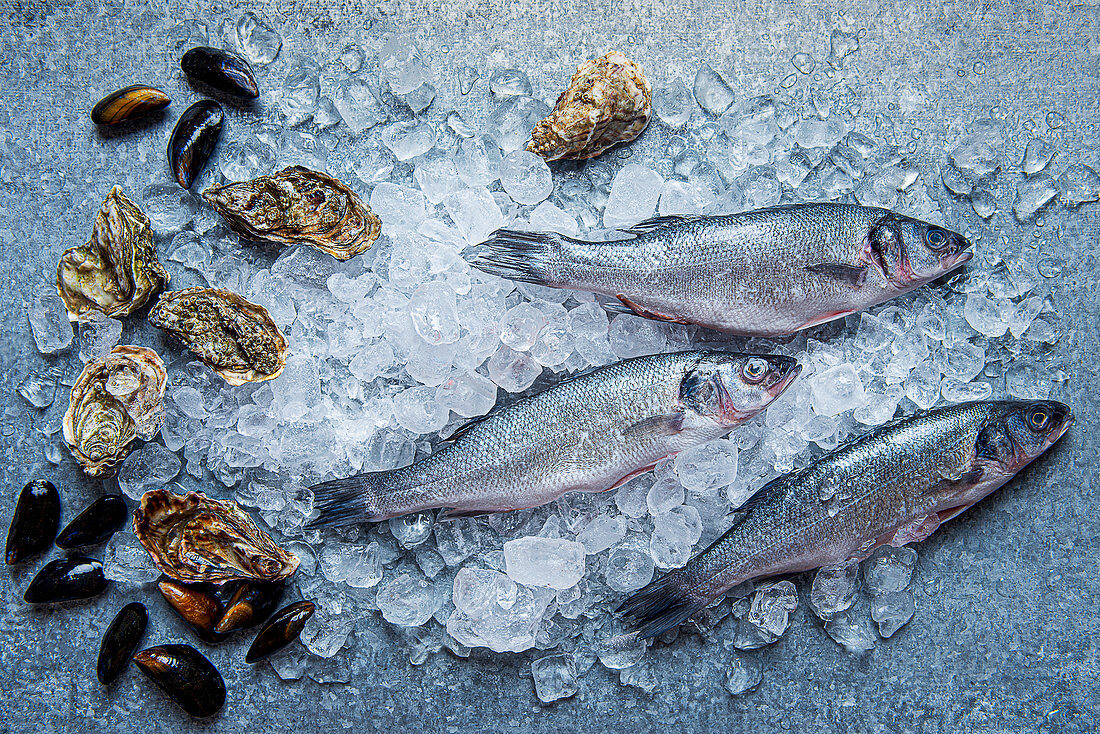 Frischer Fisch, Austern und Muscheln auf Eis